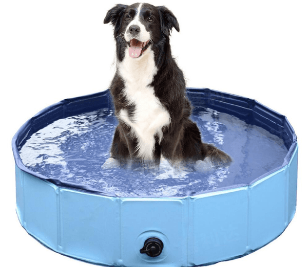 Portable Paw Pool
