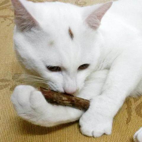 ChisCat Matatabi Cleaning Sticks - Keep Cat's Teeth Clean and Healthy - Meowaish