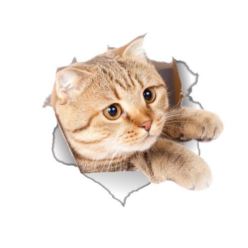 New 3D Waterproof Cute Cat Decor Sticker [BUY ALL 4 $19.95 ONLY] - Meowaish