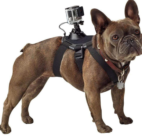 Action Cam Mount Dog Harness