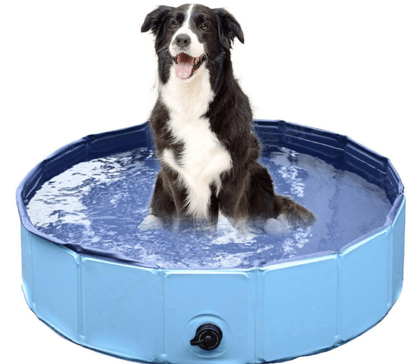 Portable Paw Pool