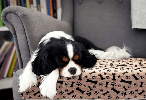 Reusable Dog Pee Pad