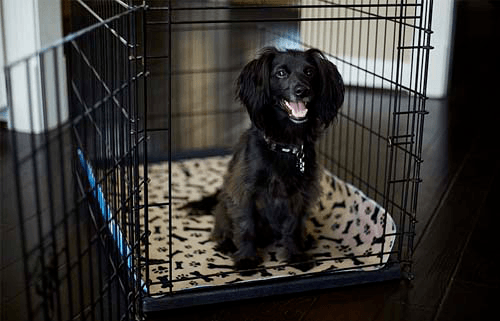 Reusable Dog Pee Pad